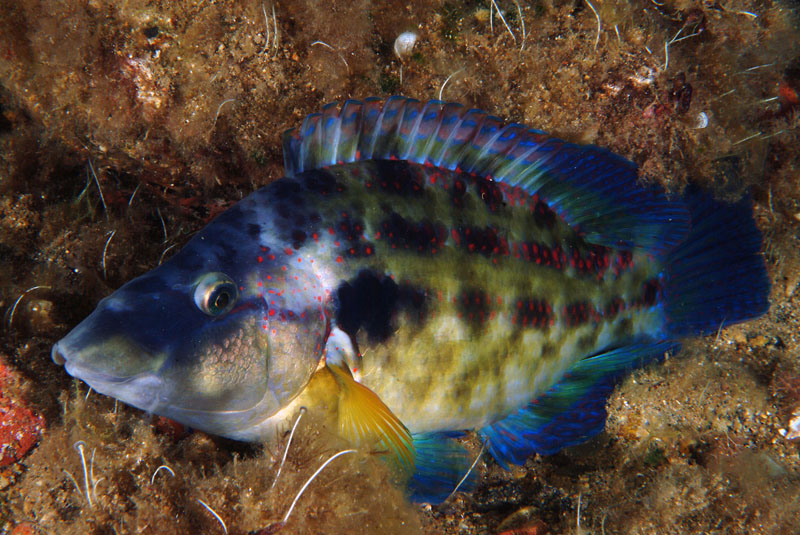 Symphodus tinca (Tordo pavone)